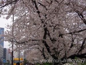 桜と電車・飯田橋駅付近・西側